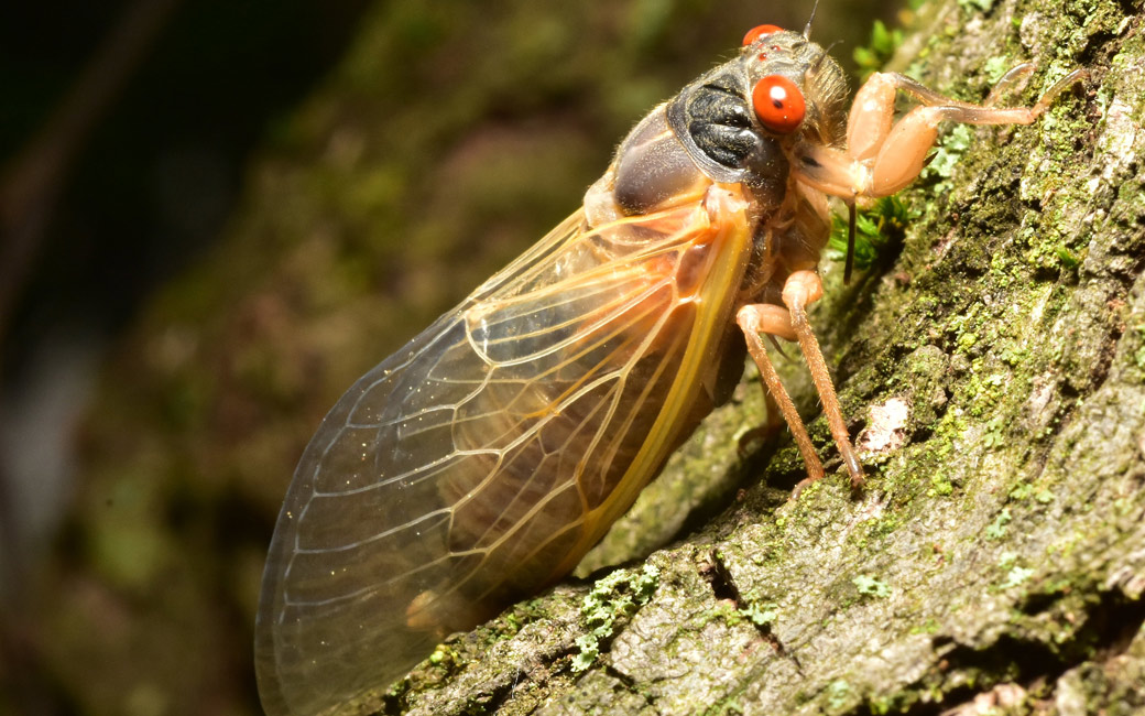 A young cicada on a tree