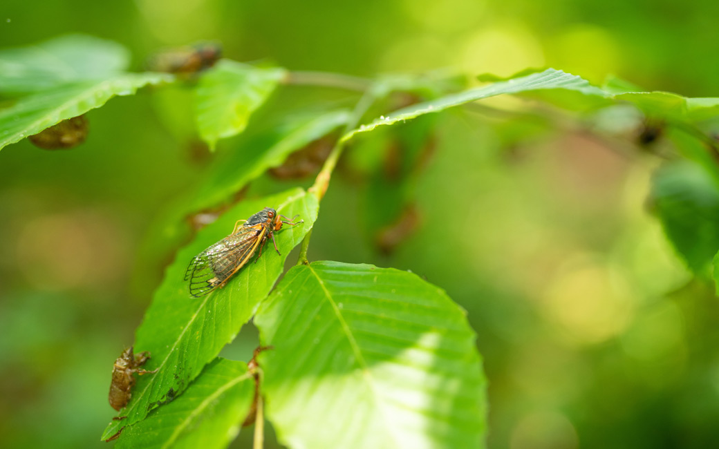 Cicadas in a tree