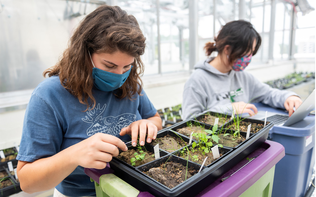 Students working in the greenhouse