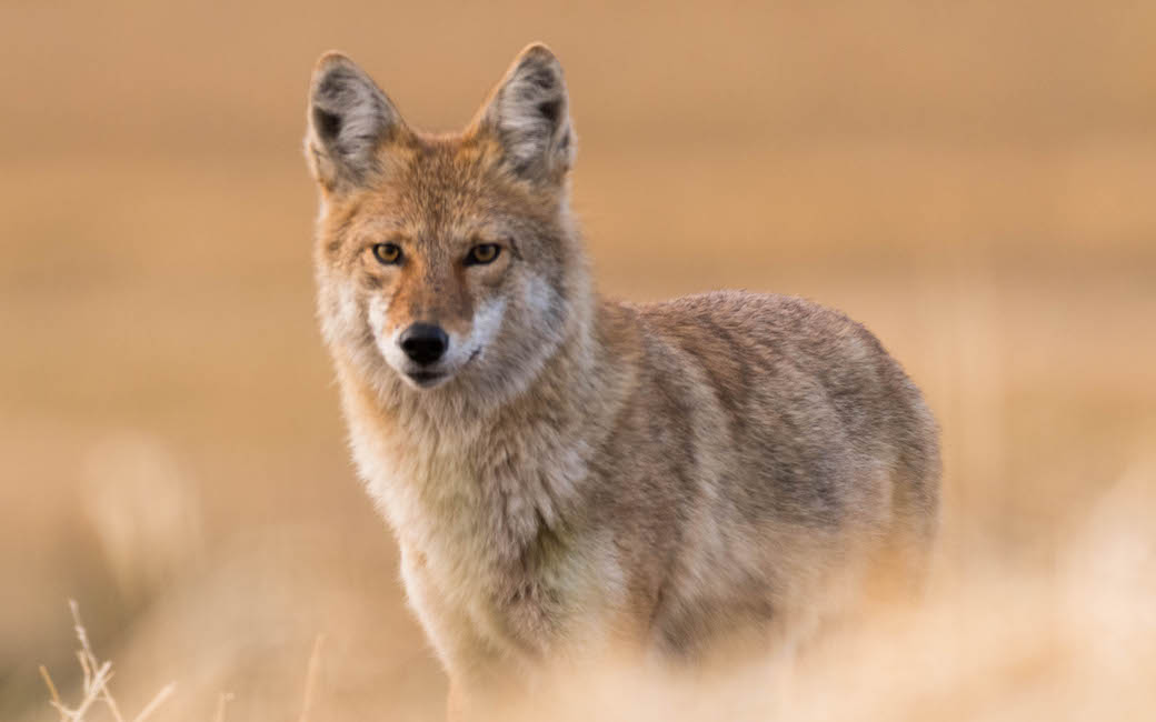 Coyote Lore—and Facts - SNJ Today