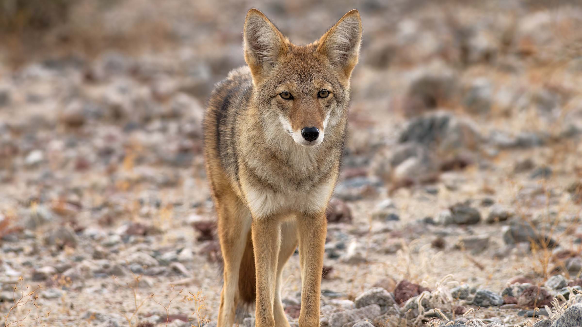 Coyote