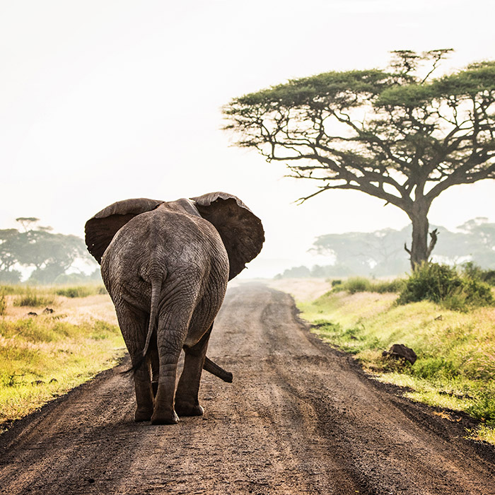 Kathy Hertel Ricker's photo of an elephant