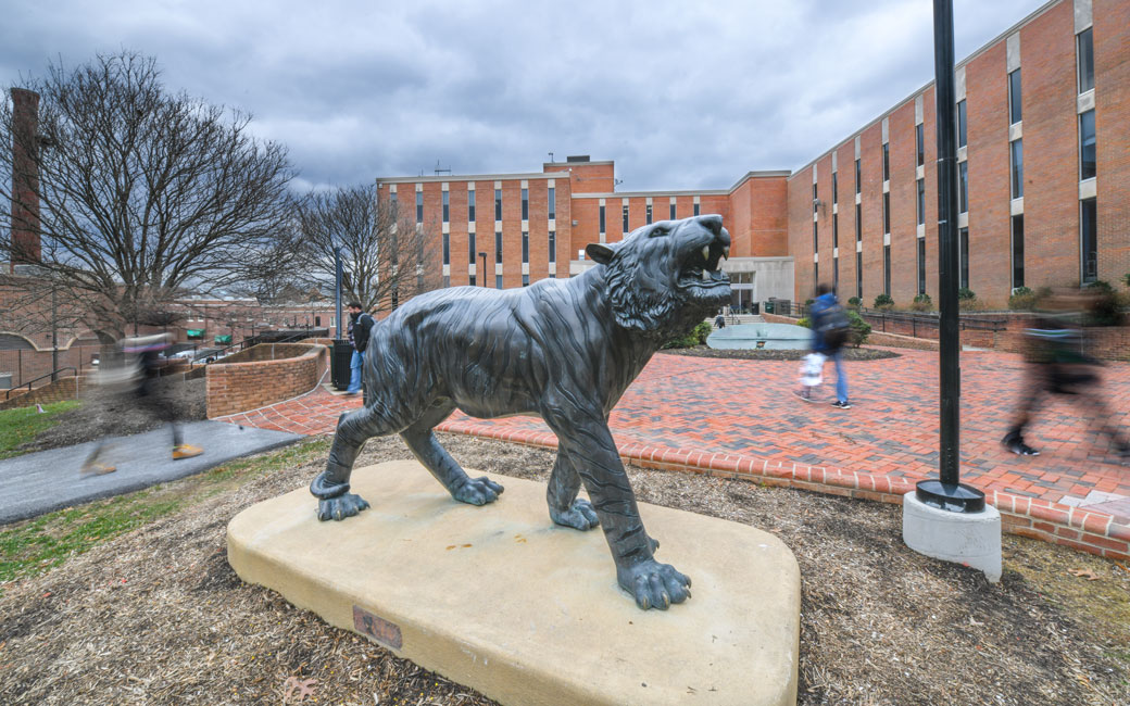 The Tiger Statue outside Cook Libary on the first day of classes