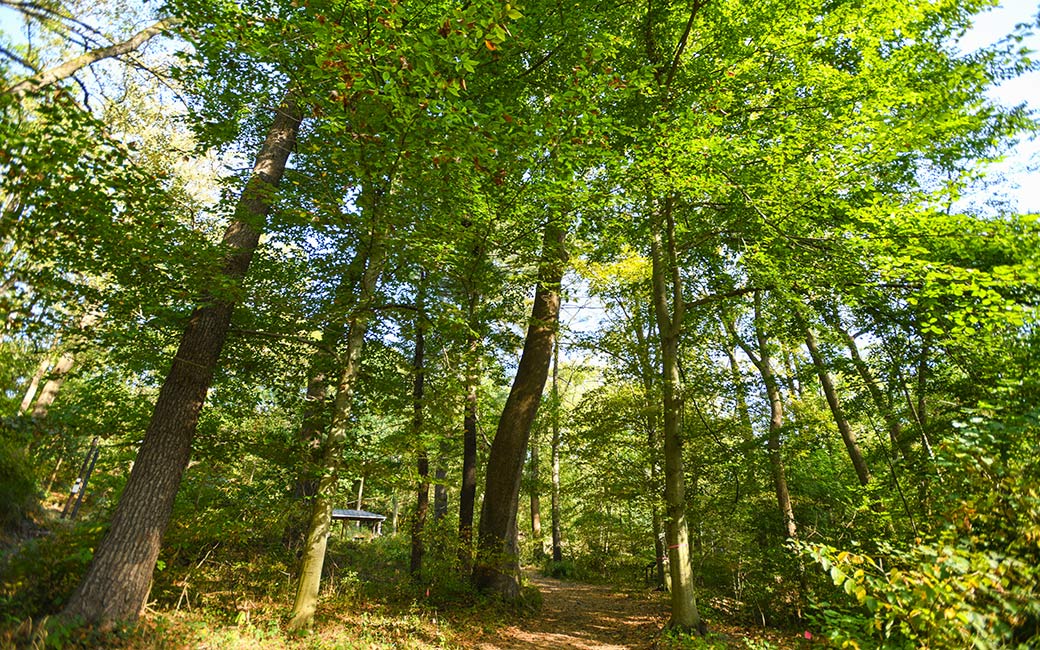 trees in glen woods at TU