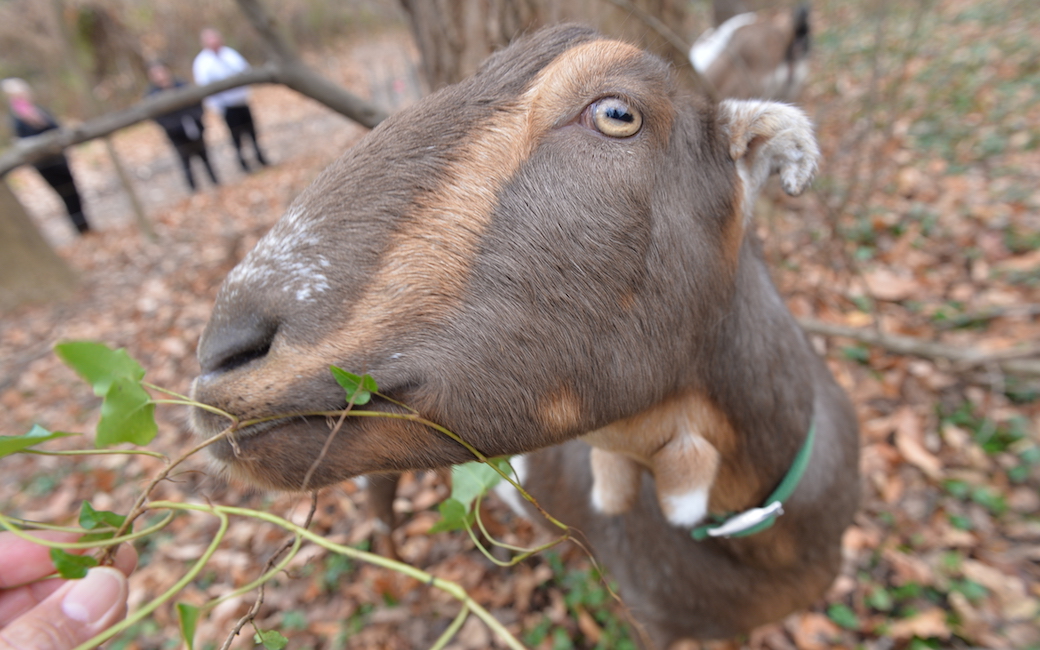 Goat grazing in the Glen 