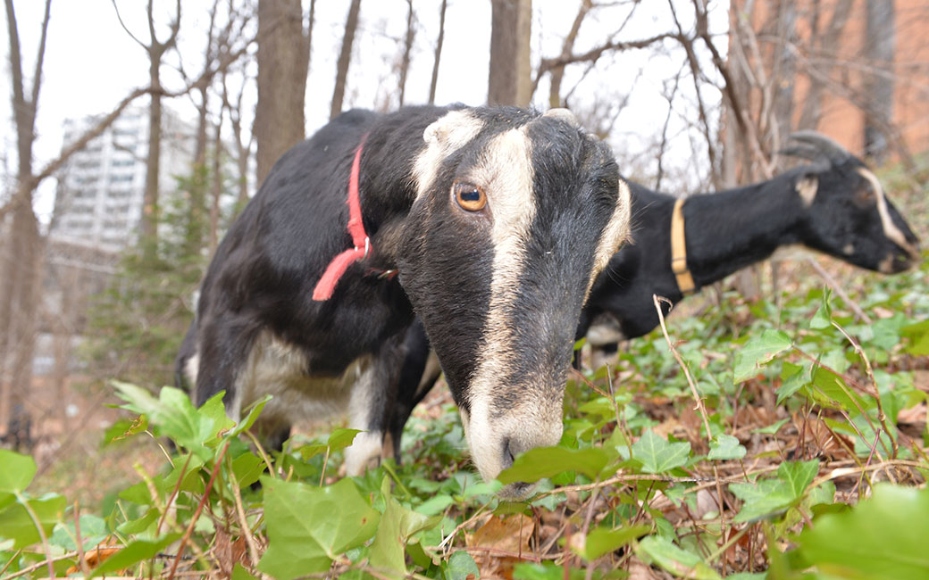 Goats in Glen