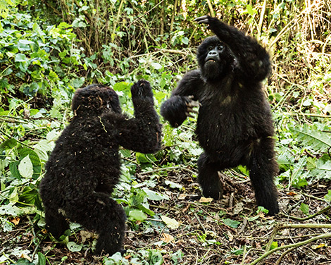 Gorillas playing in the jungle