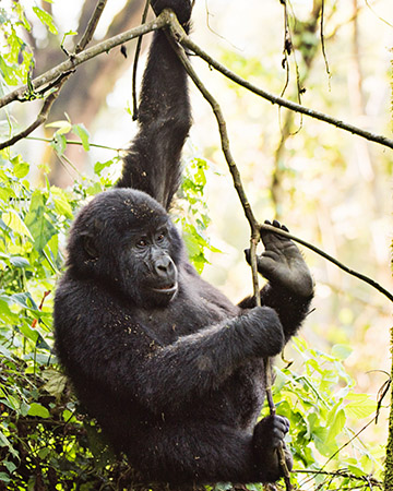 The gorilla named in the story as Raha.