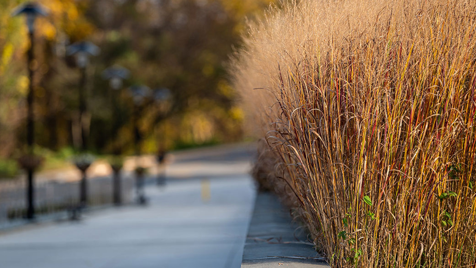 campus landscape with native grasses