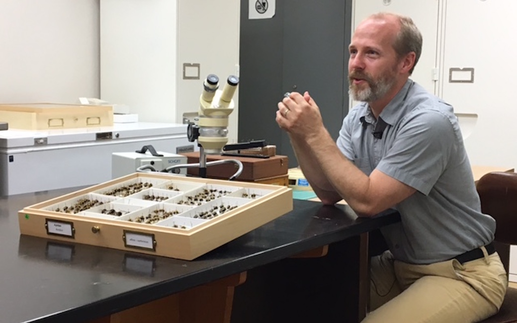 John S. LaPolla, Ph.D., entomologist and associate professor, biological sciences, Fisher College of Science & Mathematics