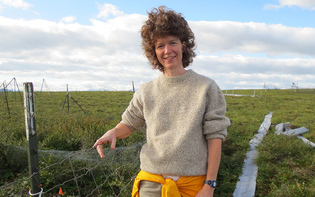 Laura Gough at an Arctic Long-Term Ecological Research Project (LTER) experimental site (photo: Rebecca Rowe)