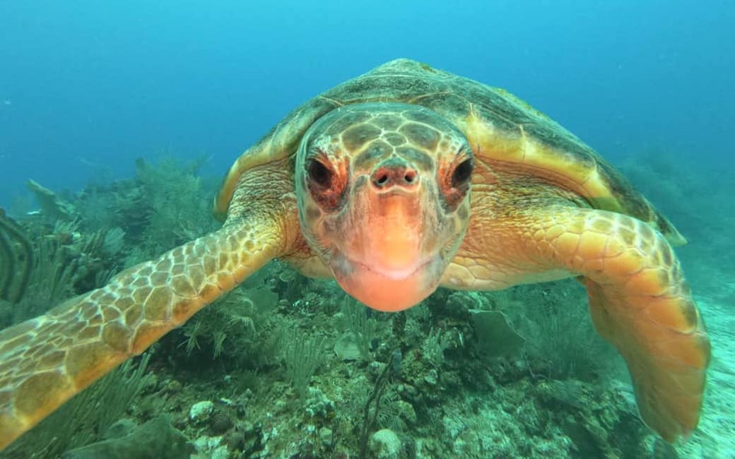 A loggerhead turtle