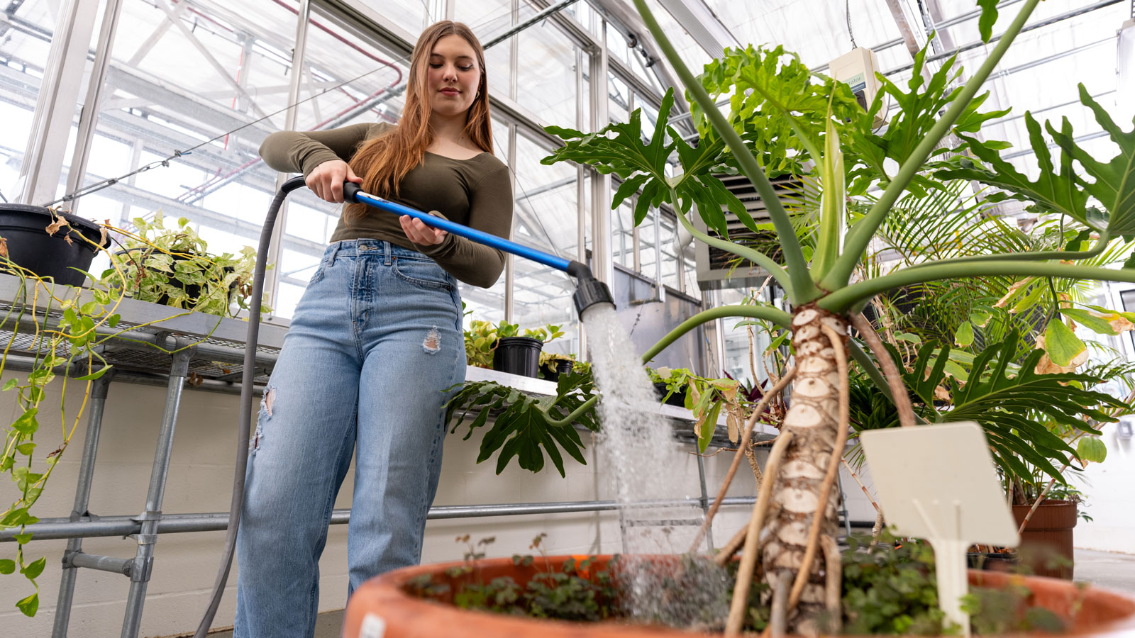 TU Student Rebecca Harasymczuk watering plants in the Science Complex Greenhouse