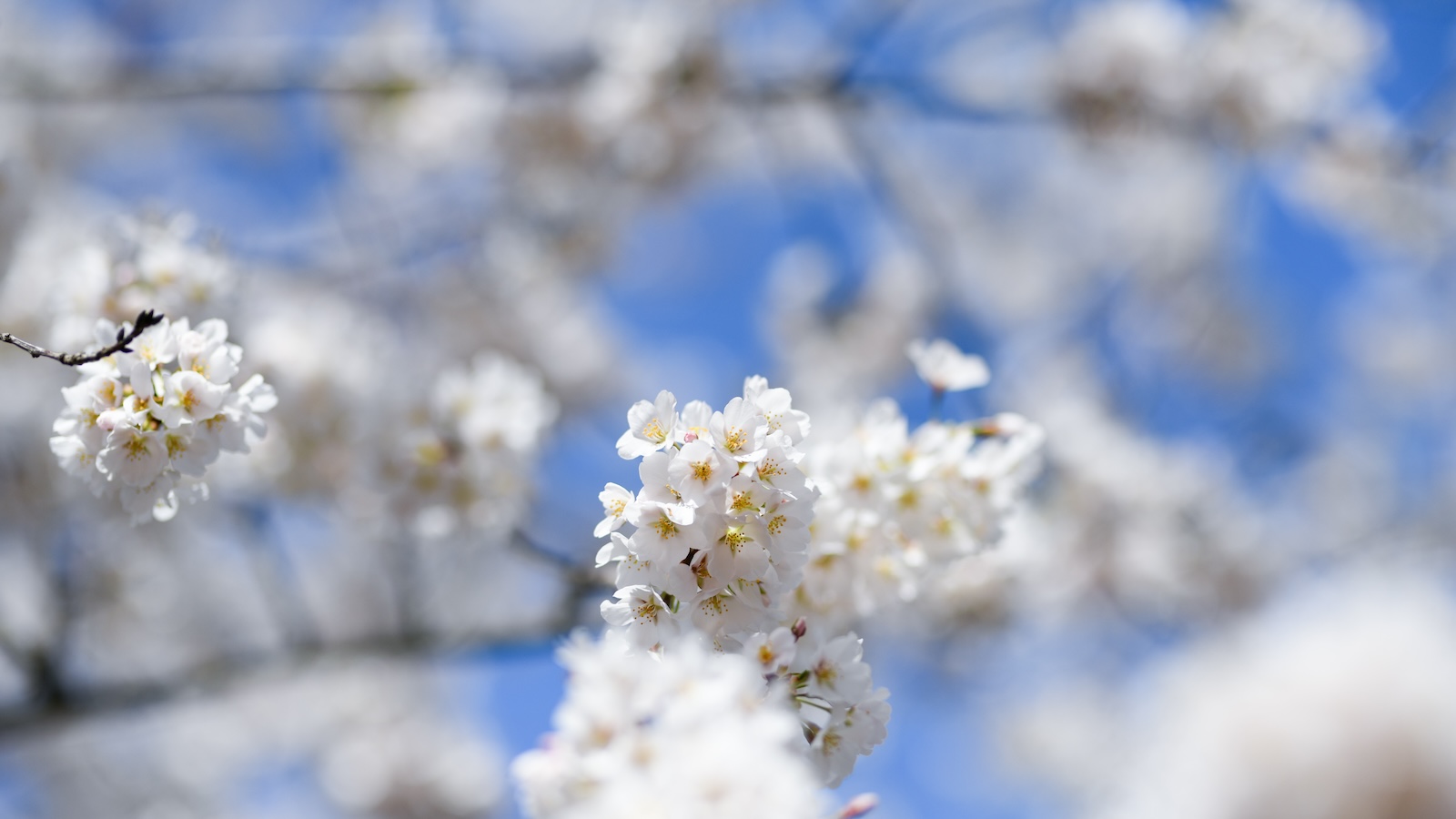 white flowers