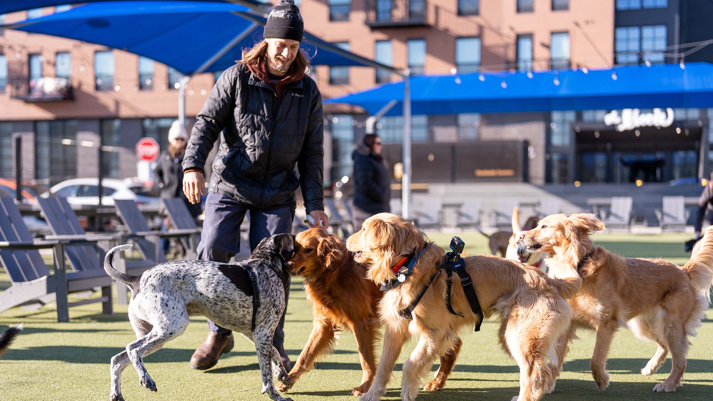 Dogs playing at Bark Social