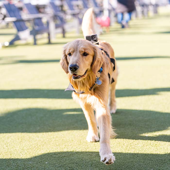 Golden retriever 
