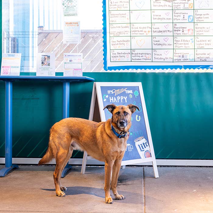Dog at Bark Social