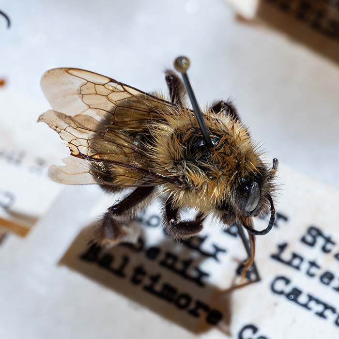 a bee on display at an insect exhibition