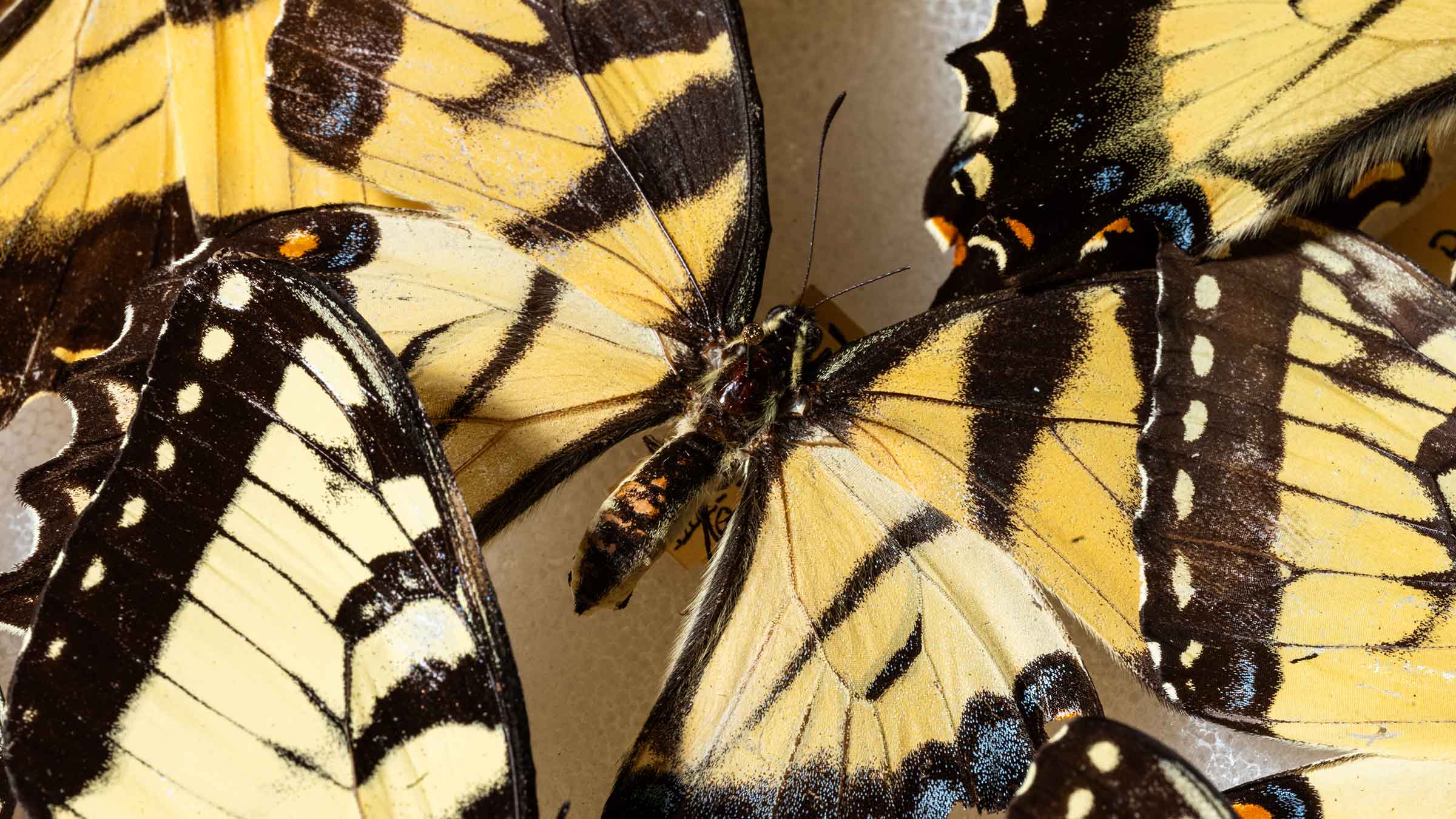 butterflies on display