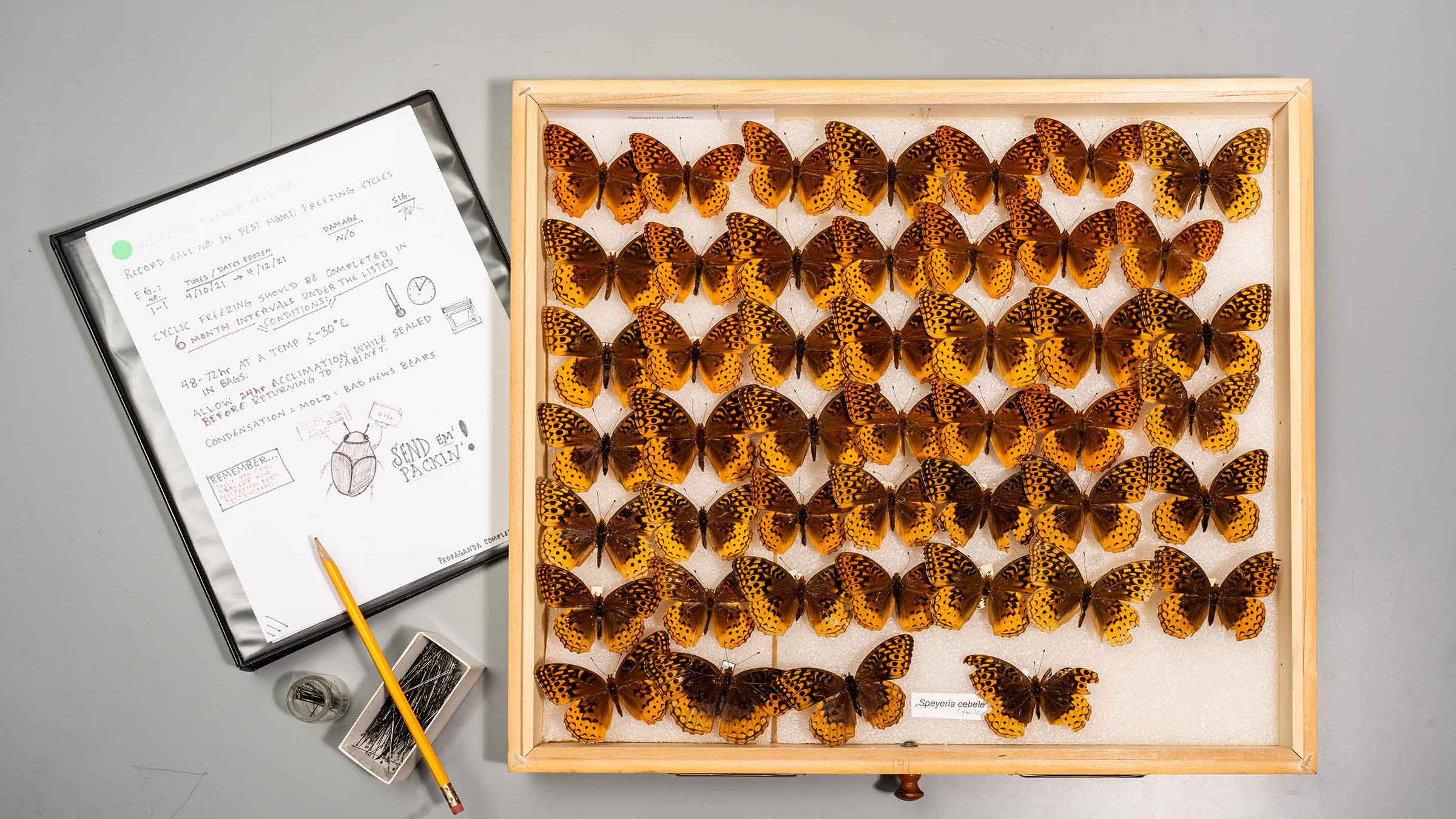 display of butterflies with notes