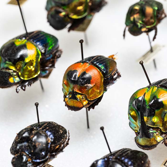 Beetles
