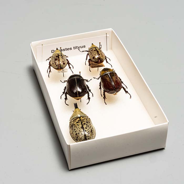 Beetle collection 