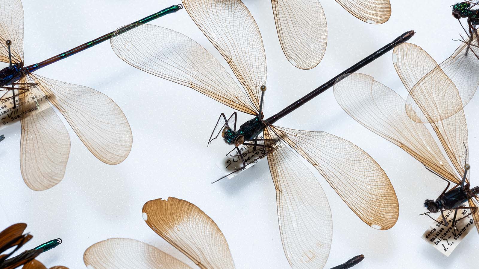 Damselflies collection
