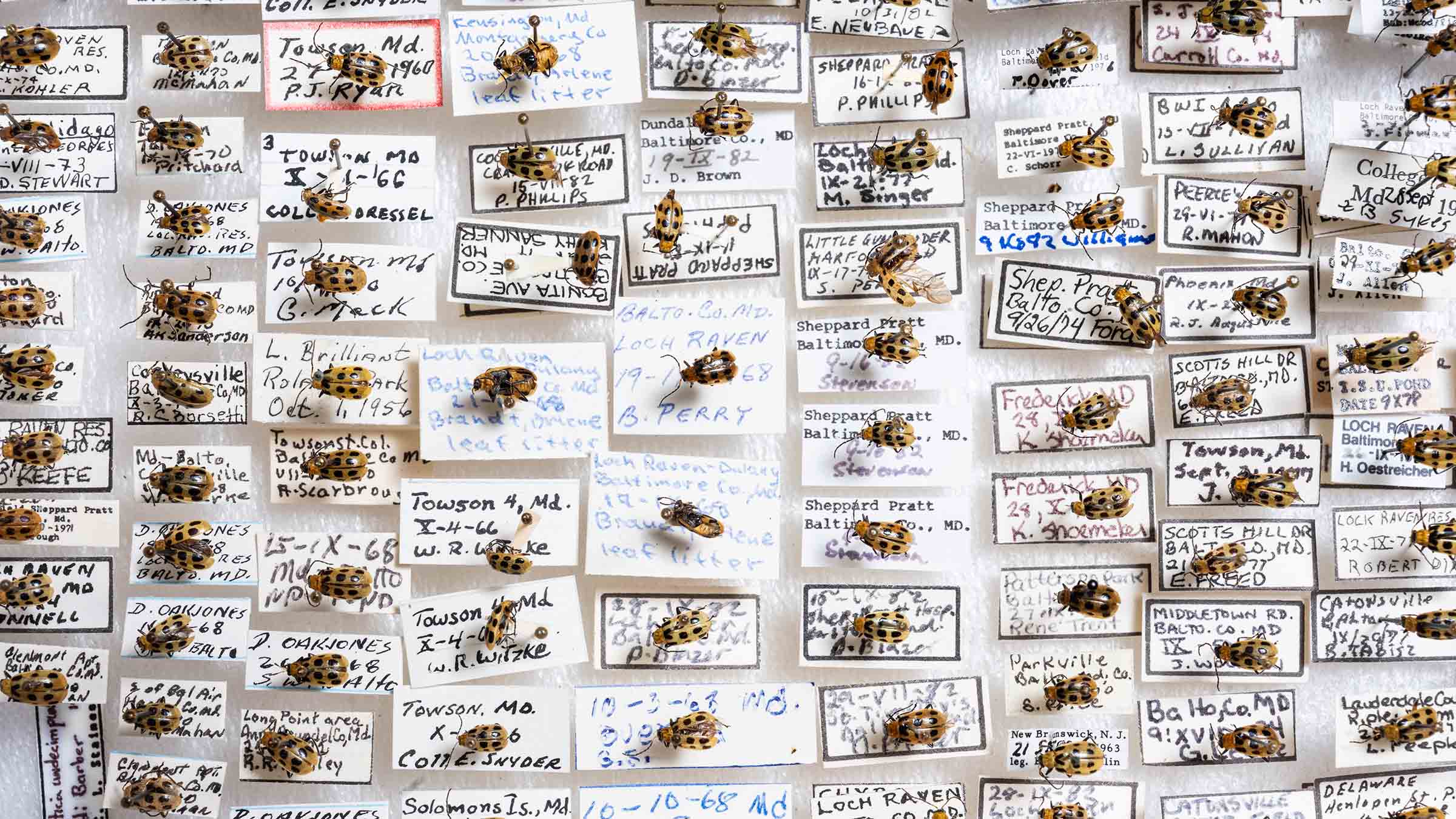 Bug collection with labels