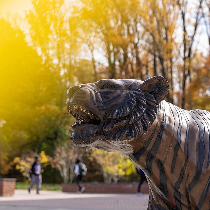 Tiger statue on TU's campus