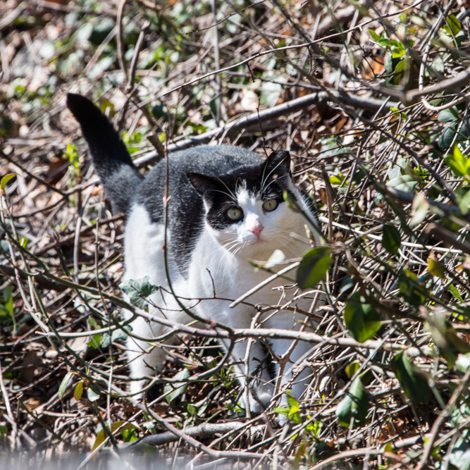 Cat in Glen