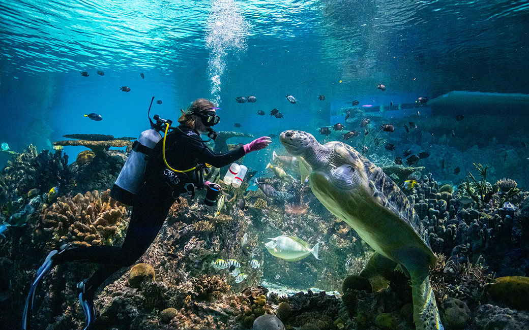 Diver underwater with reef and giant turtle