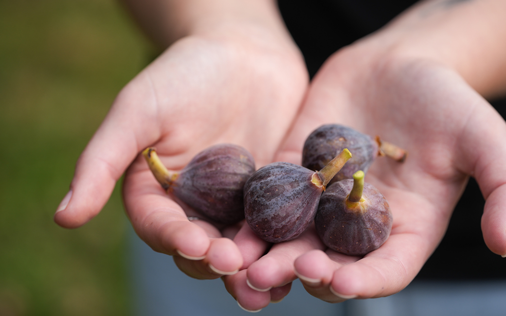 Image of cupped hands holding figs