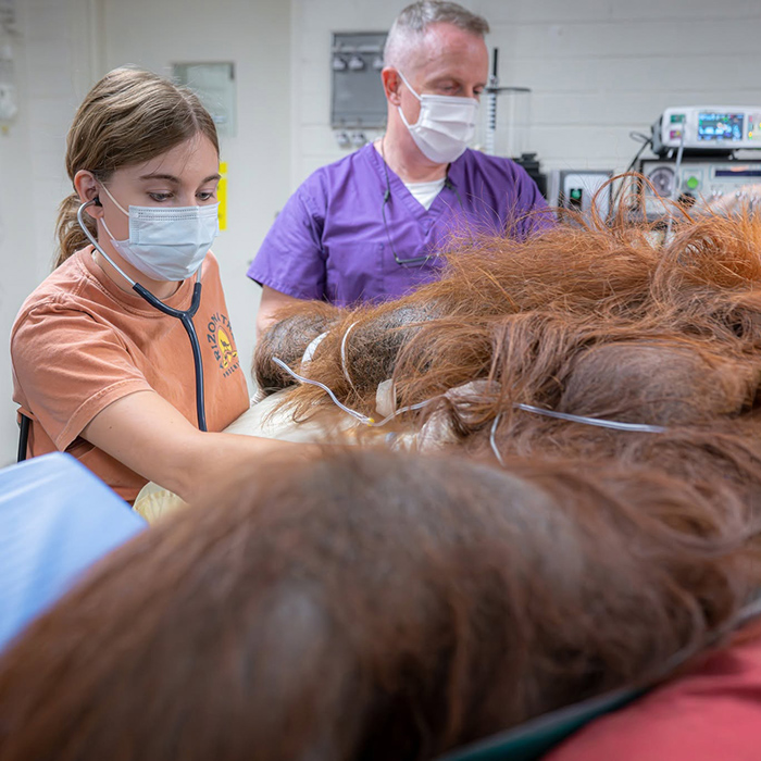 Sarah Dickerson and coworker doing a procedure on an orangutan
