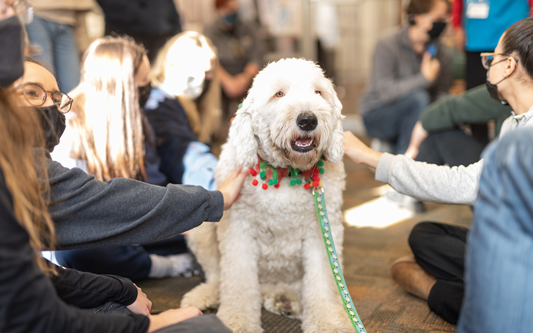 students see a therapy dog