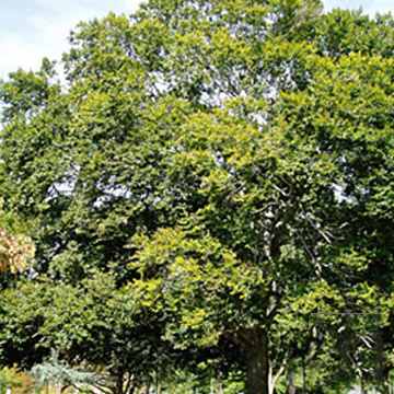 American Beech