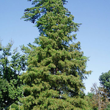 Bald Cypress