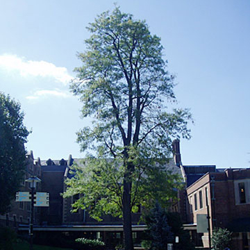 Honey Locust