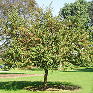 Japanese crabapple