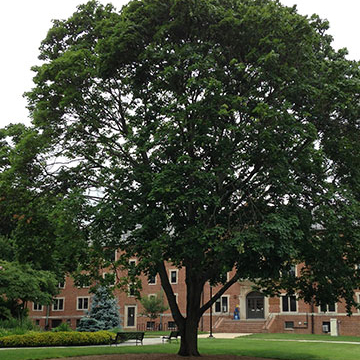 Norway Maple