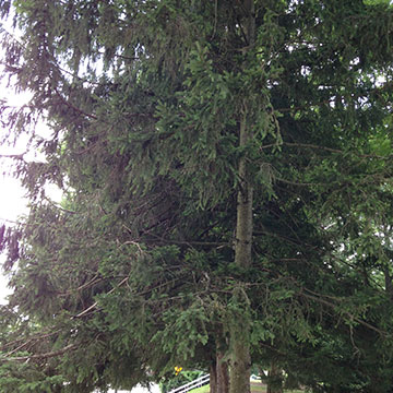 Norway Spruce