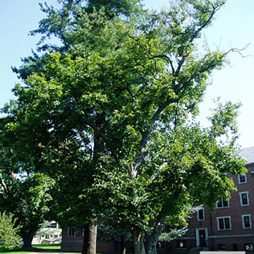 Saucer Magnolia